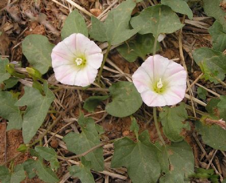 Calystegia Japonica Extract